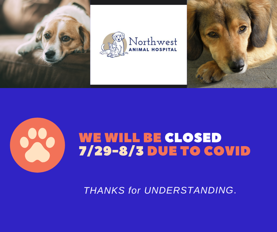 Veterinarian in Grapevine, TX 76051 Northwest Animal Hospital